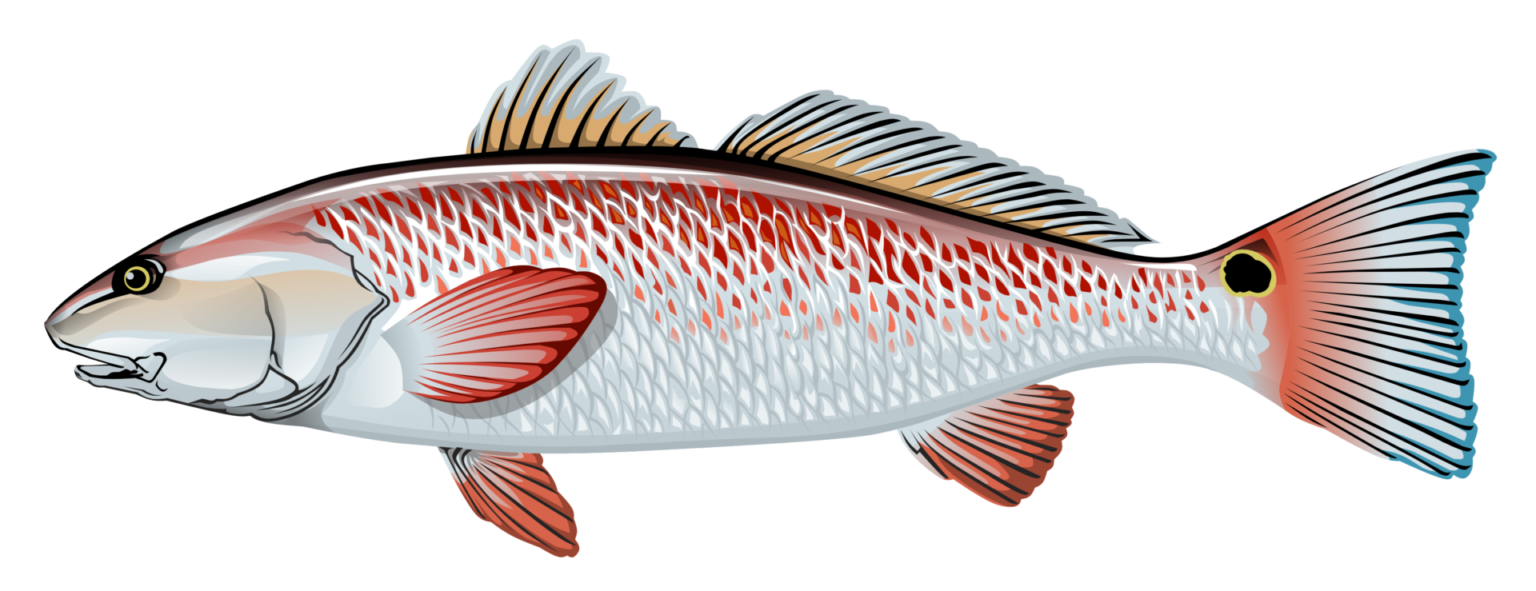 Tampa Bay Fish Types - Apollo Beach Fishing Charters