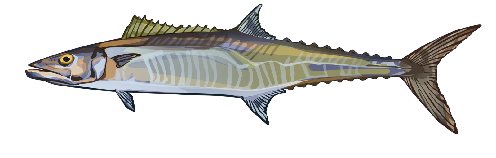 Tag Archive for Spanish Mackerel