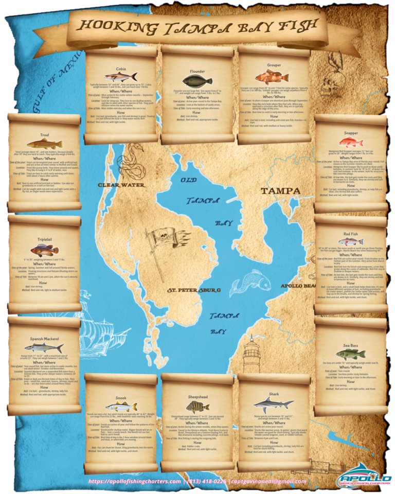 Infographic Hooking Inshore Fish Of The Tampa Bay Apollo Beach