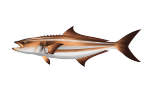 Cobia illustration