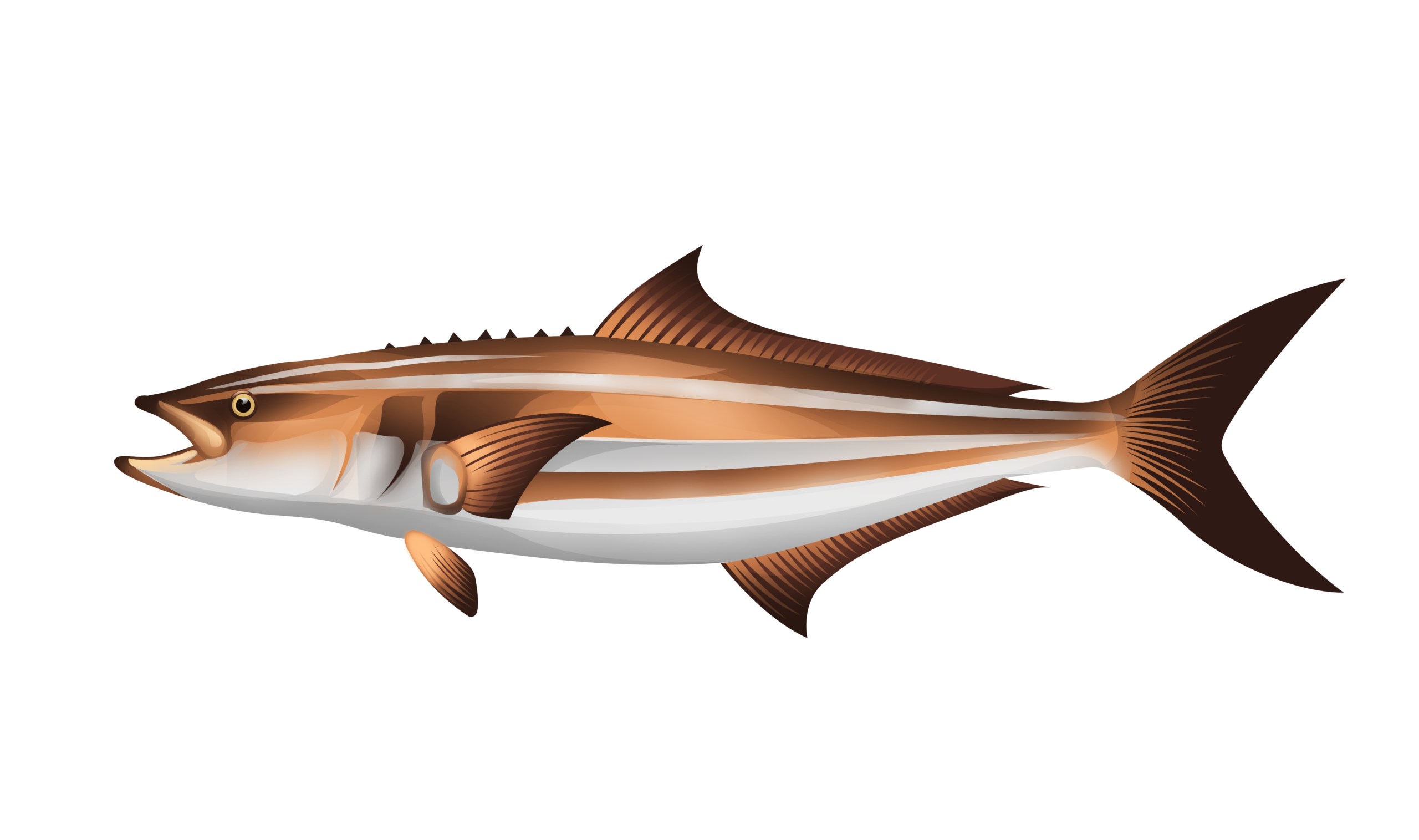 Cobia illustration