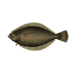 Flounder illustration