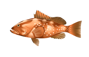 Grouper illustration