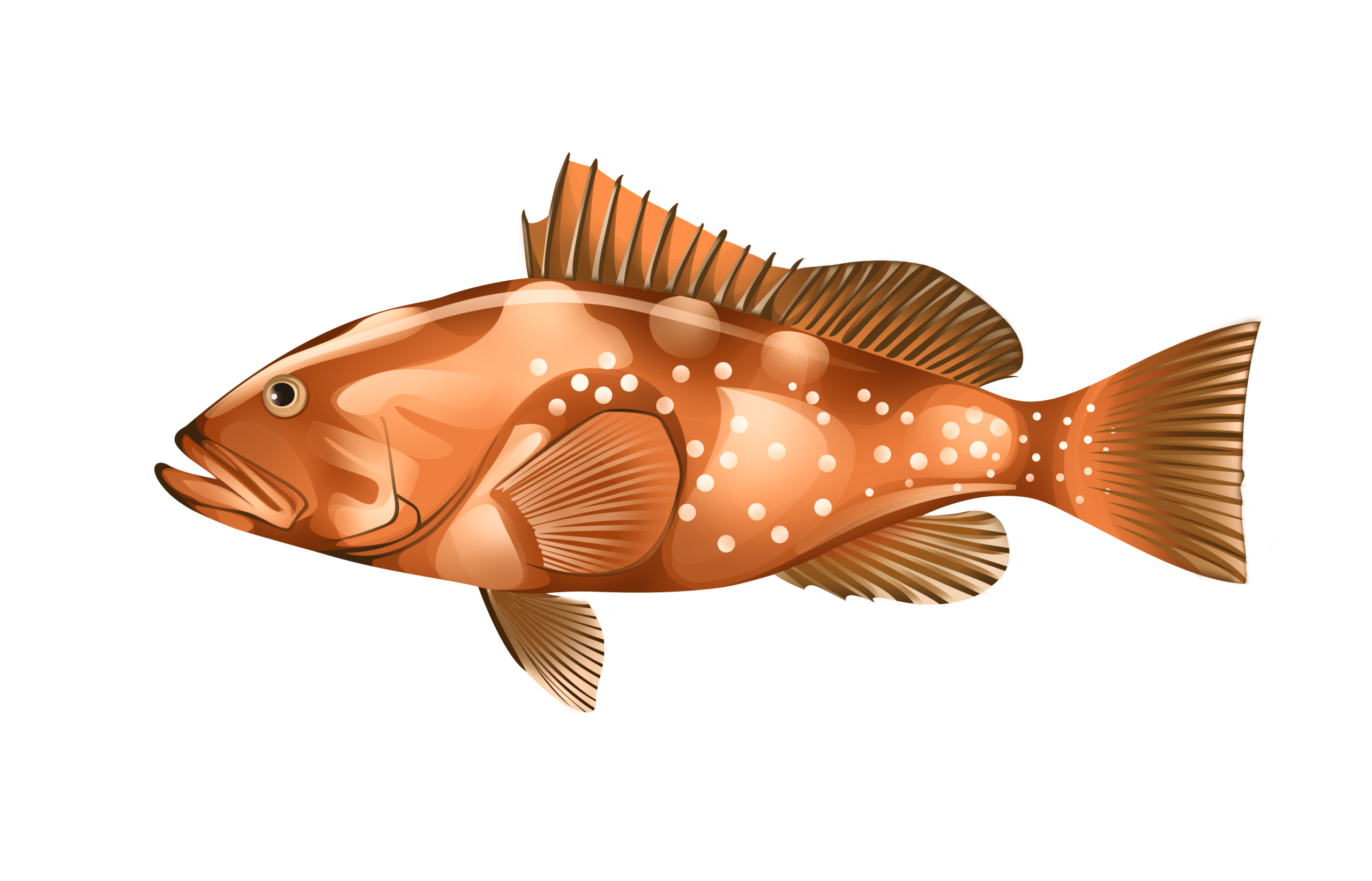 Grouper illustration