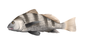 Black drum illustration