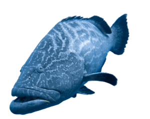 Illustration of a grouper