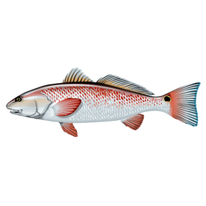 Redfish illustration