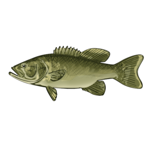 Sea bass illustration