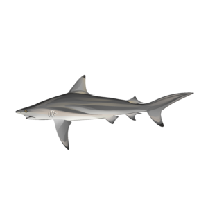 Shark illustration