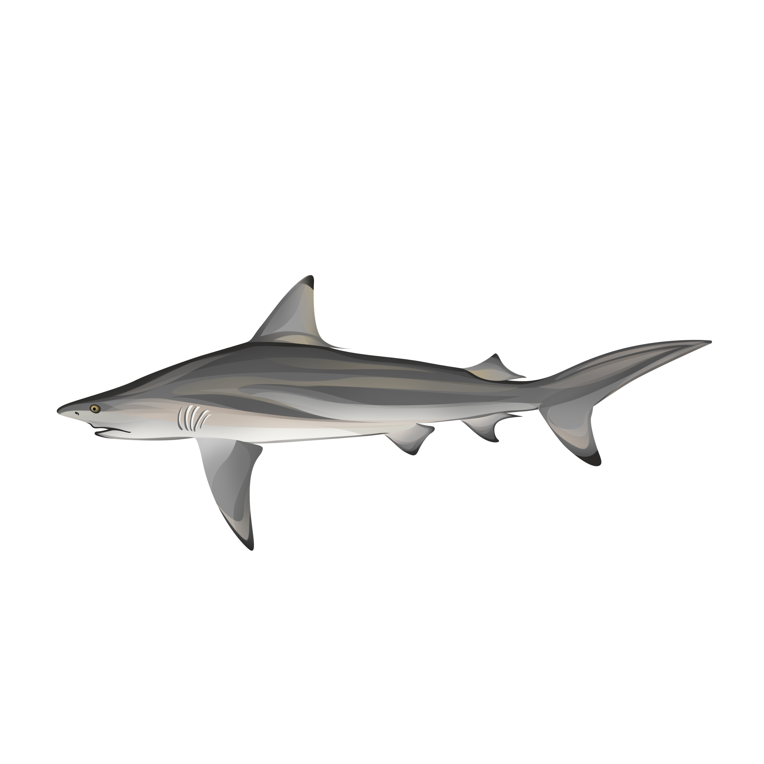 Shark illustration