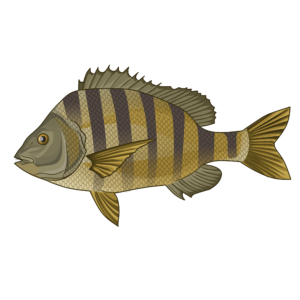 Sheepshead illustration