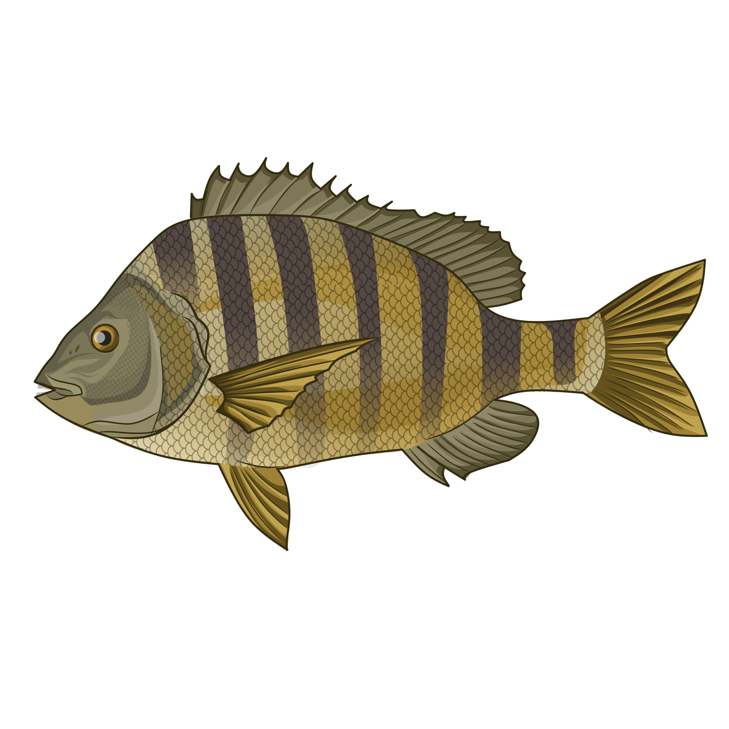Sheepshead illustration