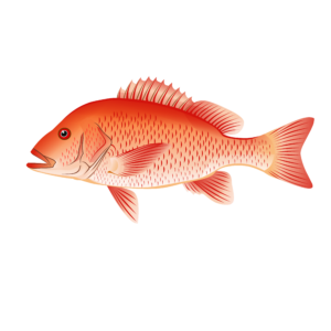 Mangrove red snapper illustration