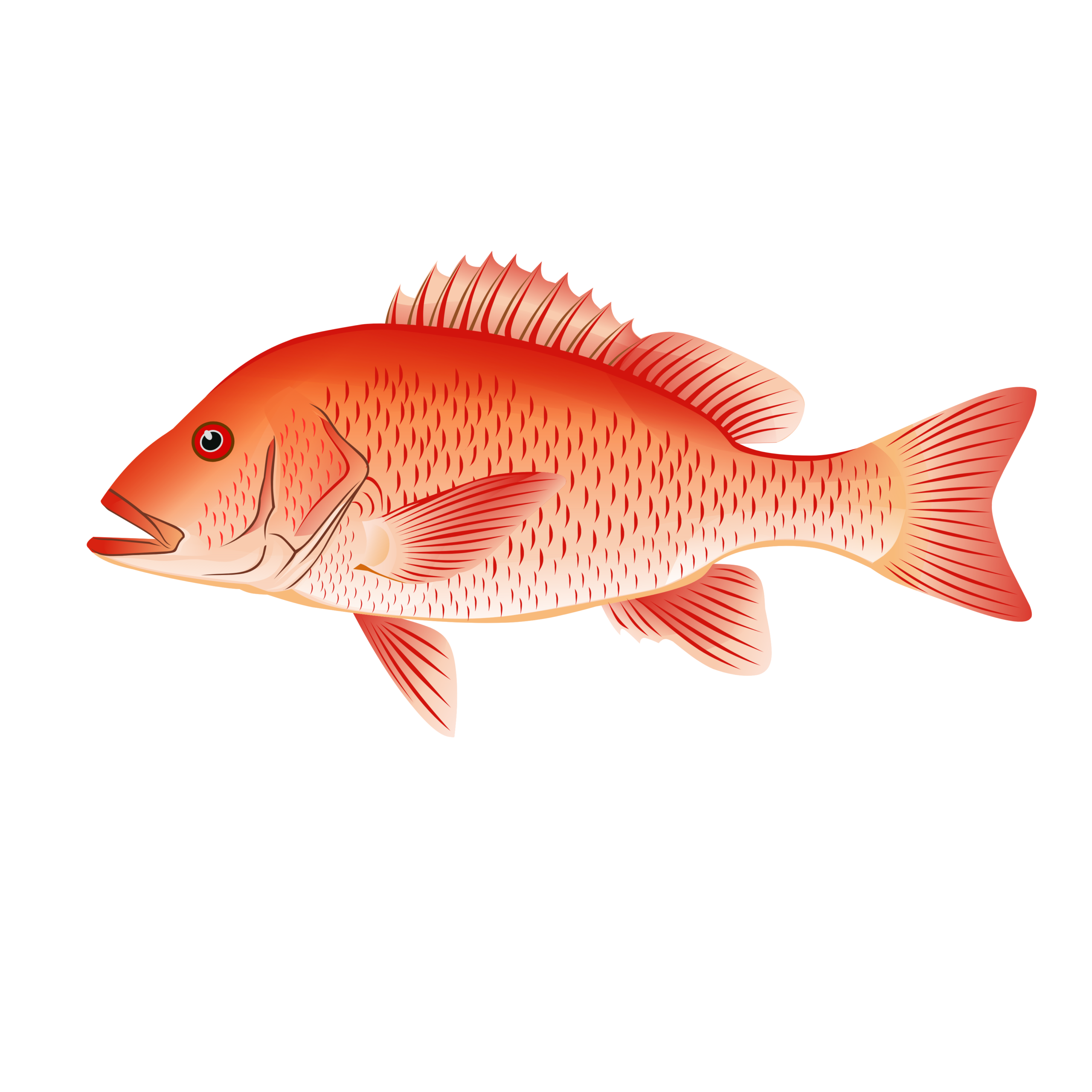 Mangrove Red Snapper illustration