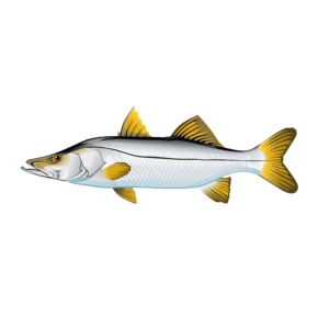 Snook illustration