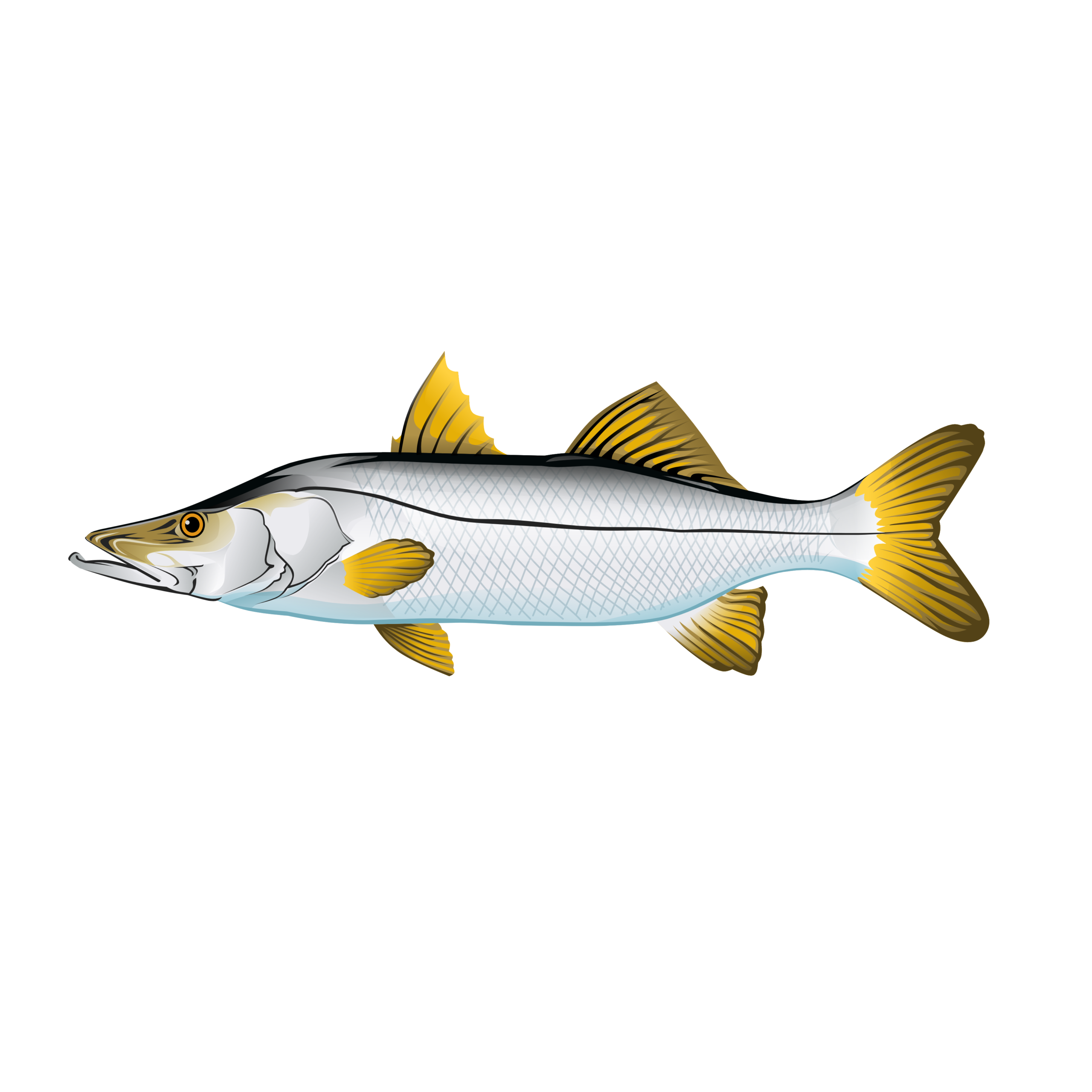 Snook illustration