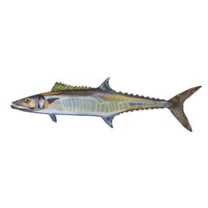 Spanish mackerel illustration