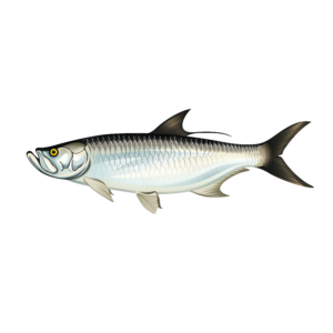 Tarpon illustration