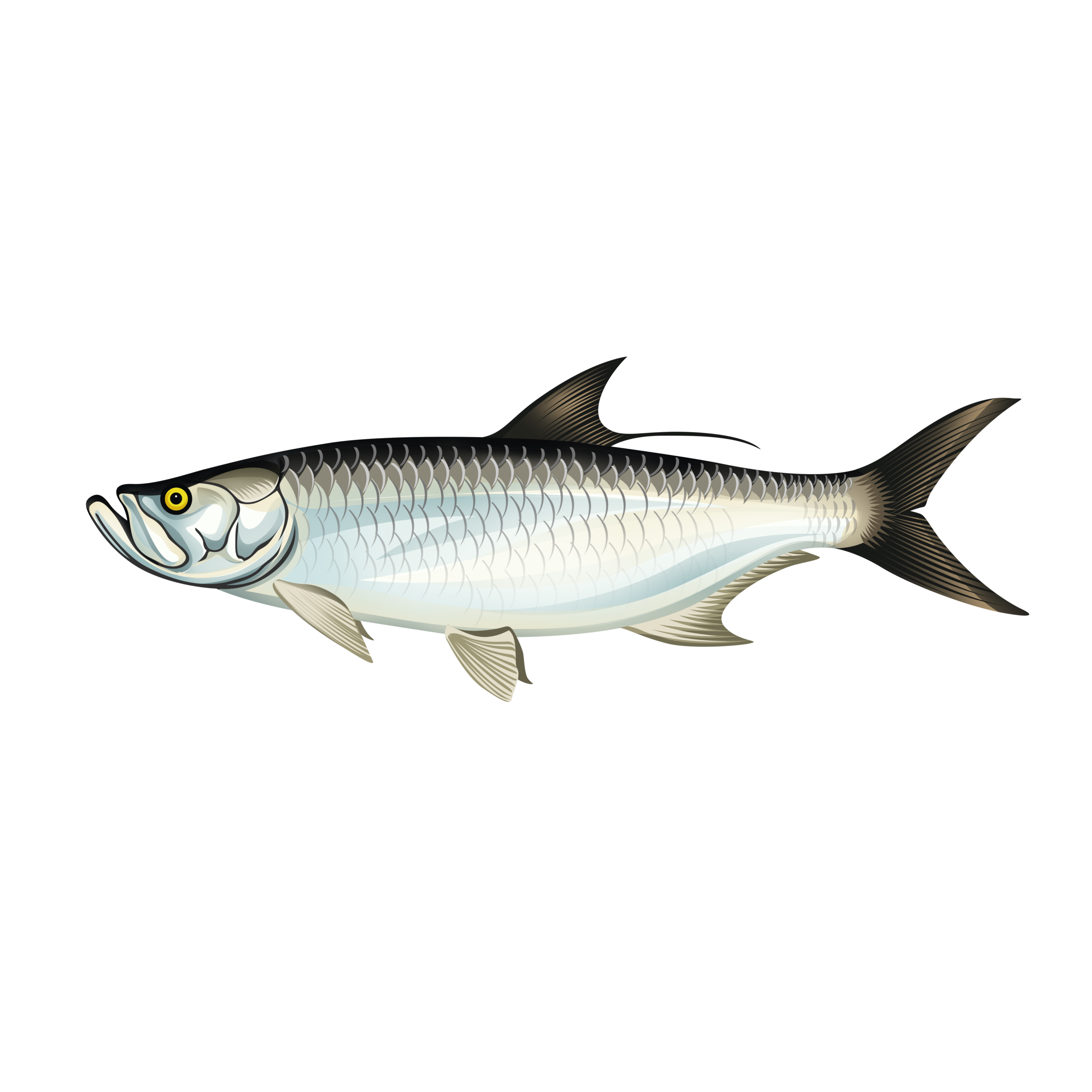 Tarpon illustration