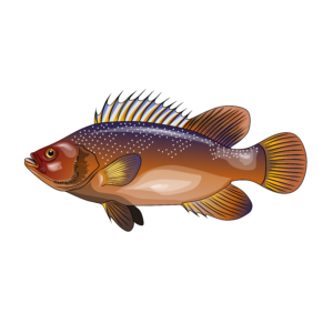 Tripletail illustration