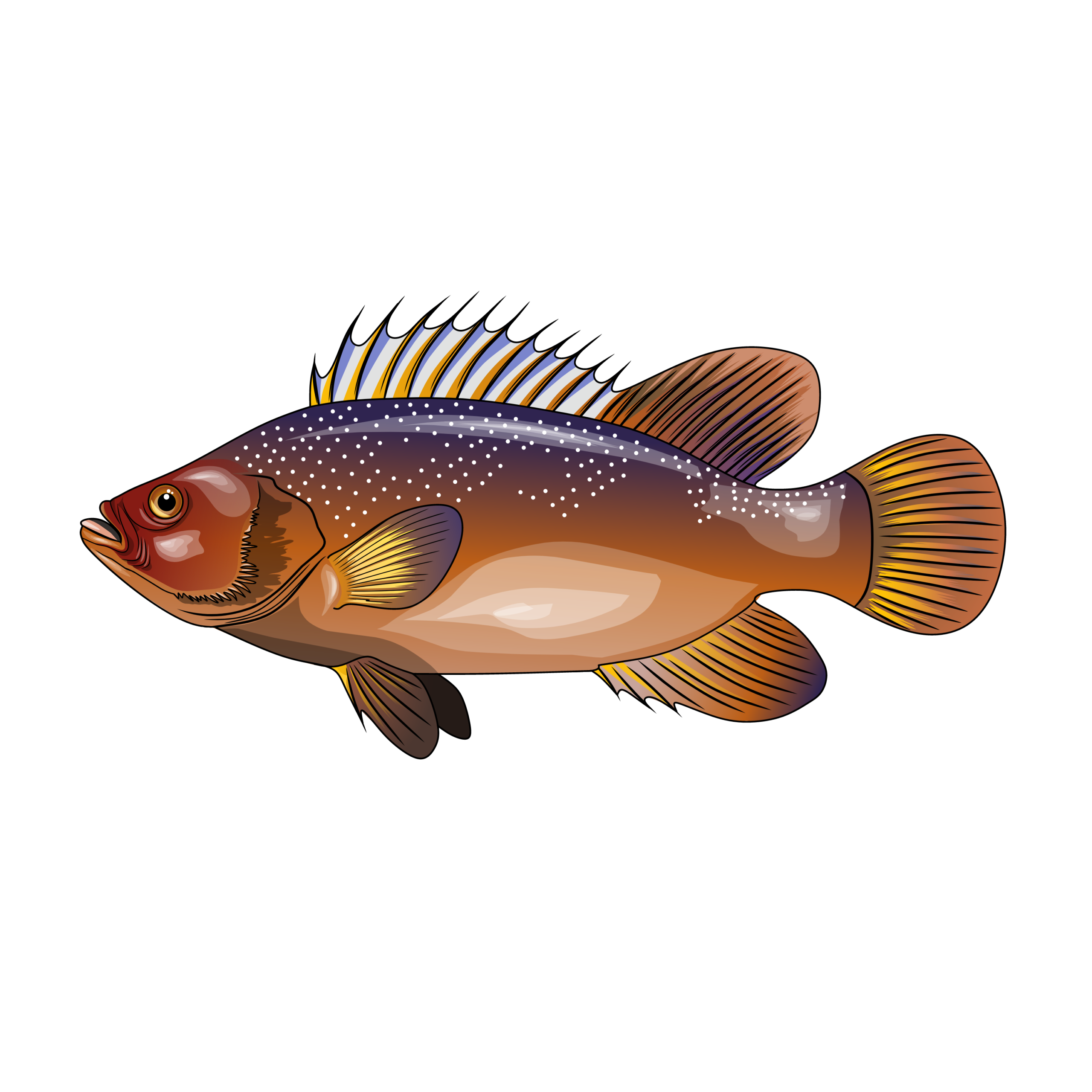 Tripletail illustration