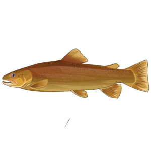 Spotted seatrout illustration